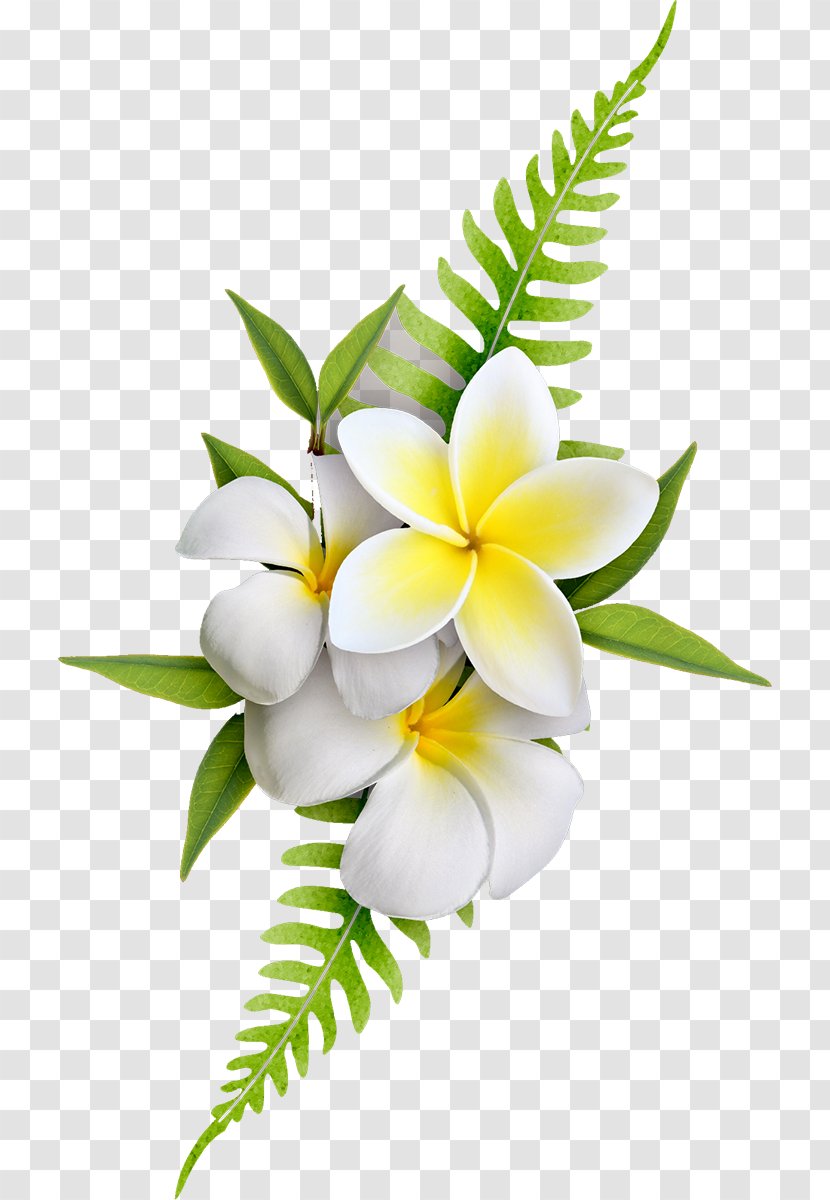 Frangipani Flower Clip Art - Color Transparent PNG