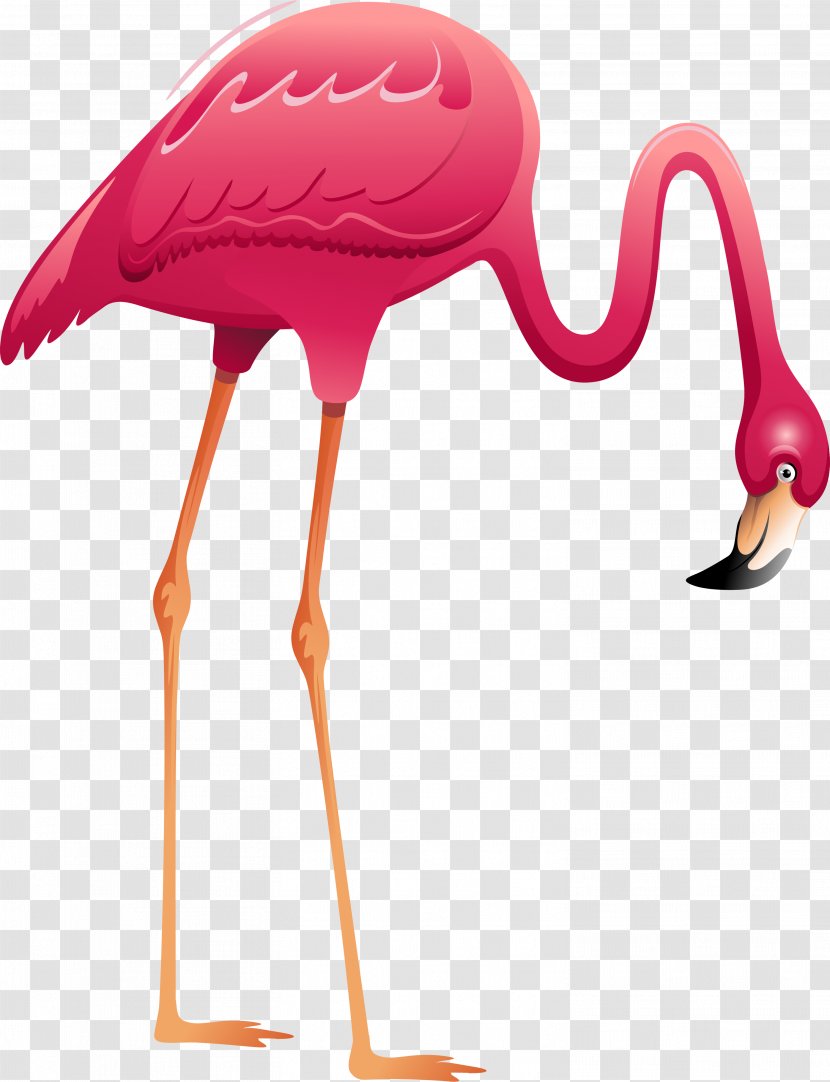 Greater Flamingo Mural Bird - Water Transparent PNG