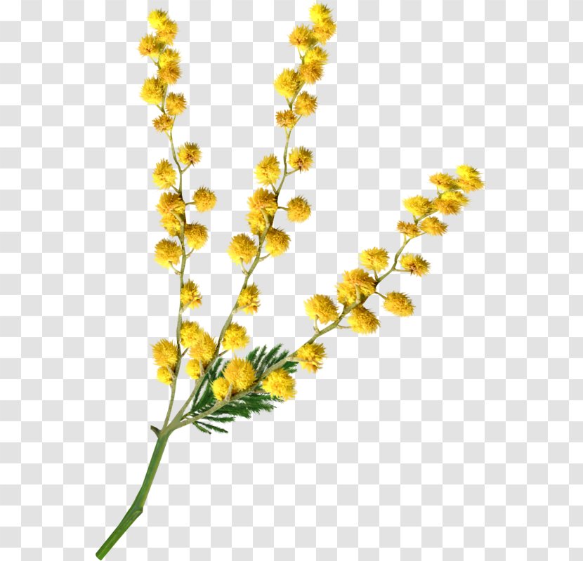 Cut Flowers Image Sensitive Plant - Stem - Mimosa Transparent PNG
