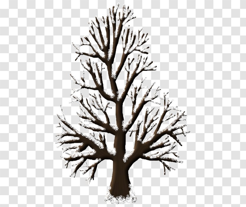 Woody Plant Tree Monochrome Photography - Winter Tutorial Transparent PNG
