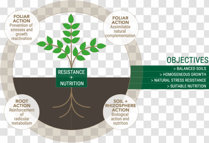 Rhizosphere Nutrient Tree Market Garden Nutrition Transparent PNG