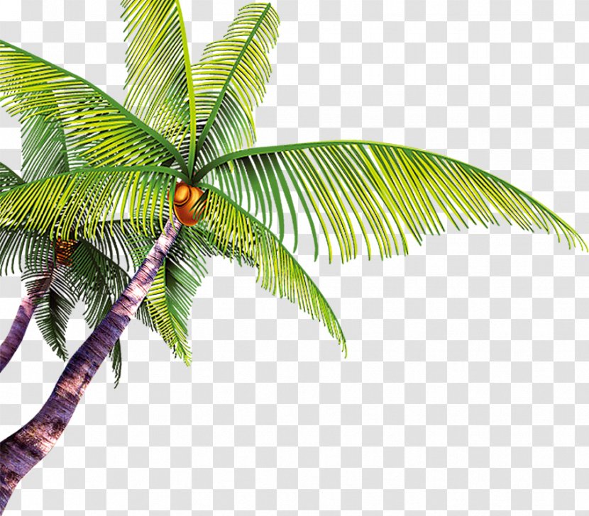 Poster Template - Arecales - Coconut Tree Transparent PNG