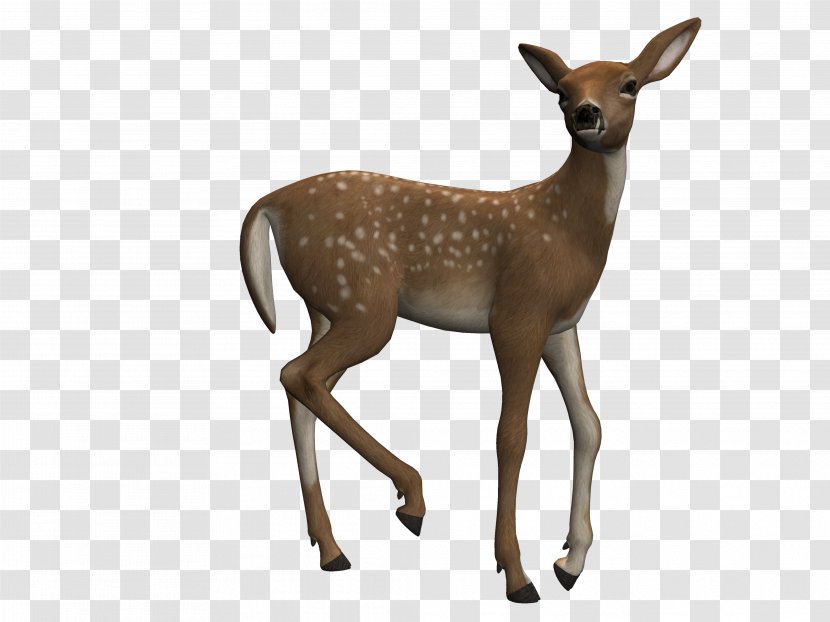 Roe Deer Moose Drawing - Musk - Fawn Transparent PNG