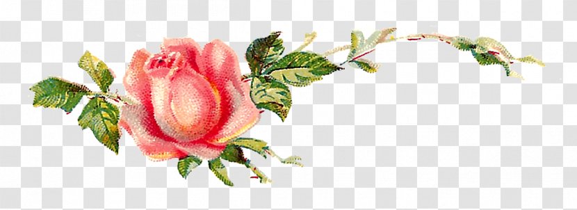 Garden Roses Centifolia Shabby Chic Flower Clip Art - Plant Transparent PNG