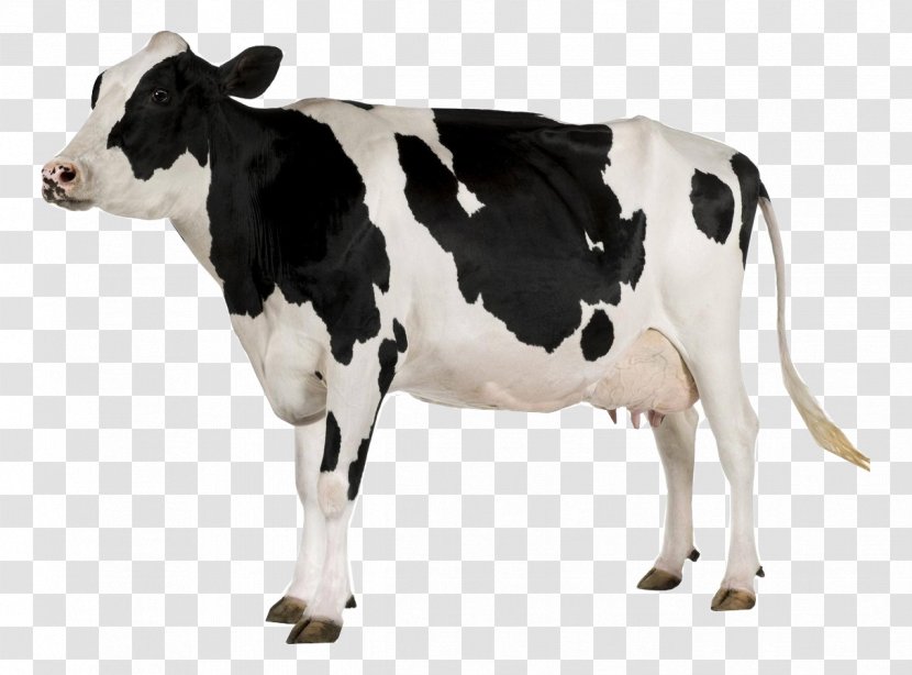 Holstein Friesian Cattle Stock Photography Dairy Farming Royalty-free - Istock - Dogman Button Transparent PNG