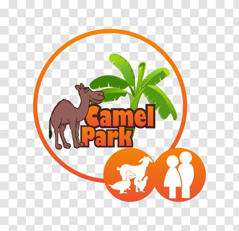 Camel Park Child Excursiones Tenerife - Tree - Nere Izerdie S.L. Clip ArtCamel Transparent PNG