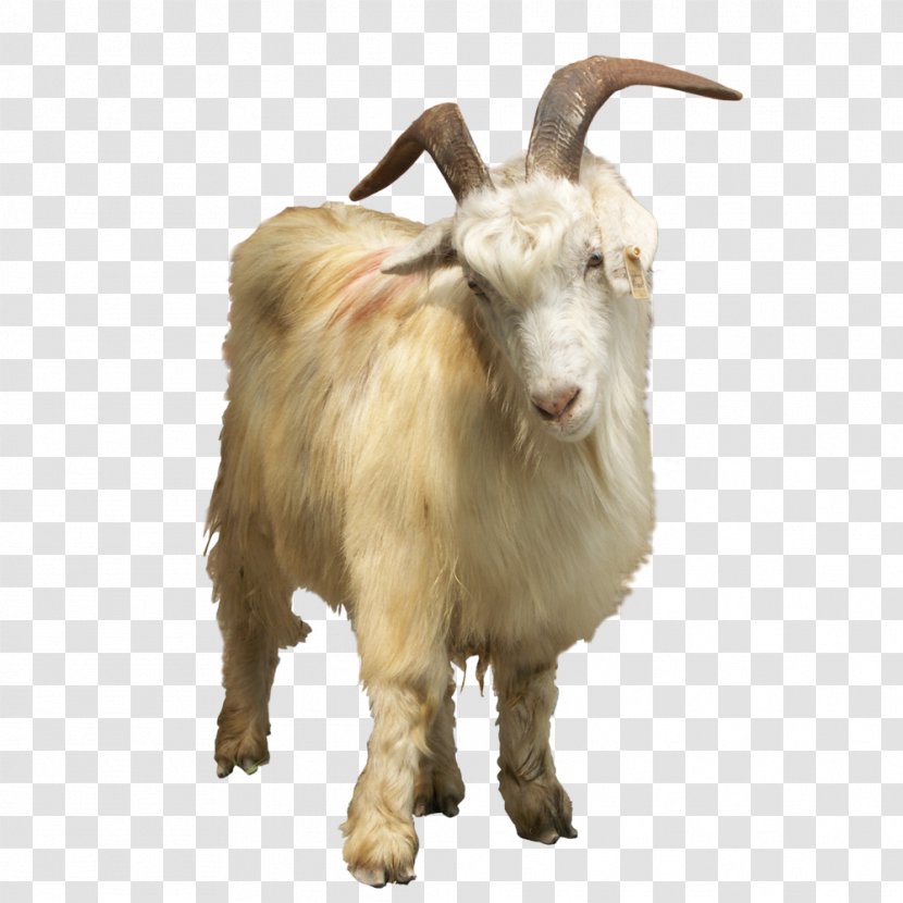 Feral Goat Sheep - Animal - Element Transparent PNG