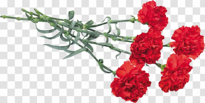 Victory Day Flower Kryddernellike Immortal Regiment May - Carnations Transparent PNG