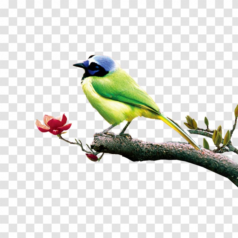 Poster Chinoiserie - Green Birds Transparent PNG