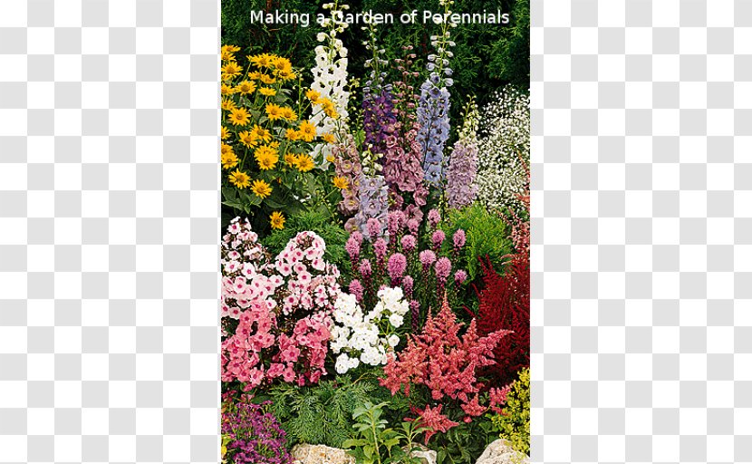 Cottage Garden Perennial Plant Flower - Delphinium Transparent PNG