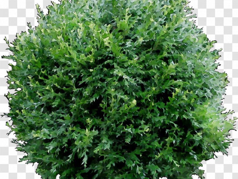 Shrub Image Clip Art Tree - Evergreen - Plants Transparent PNG
