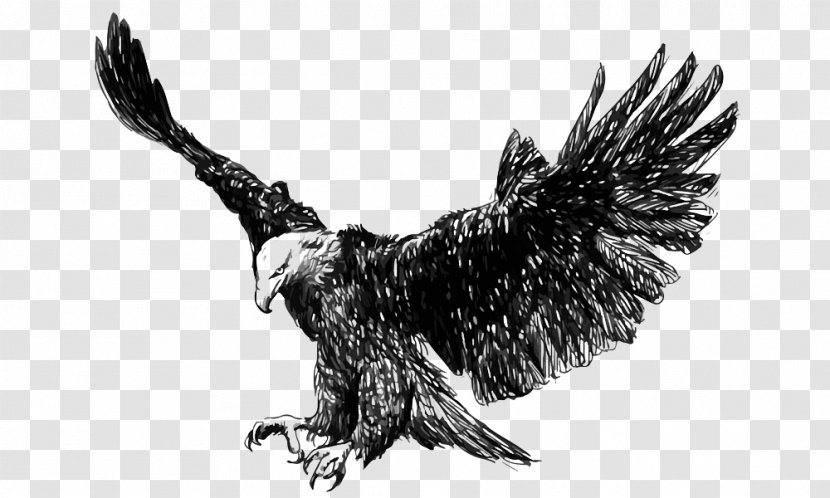 Bald Eagle Golden Steppe Illustration - Beak - Flying Eagles Transparent PNG