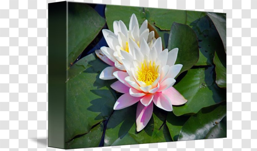 MTN Group Lotus-m - Petal - Lilly Pads Transparent PNG