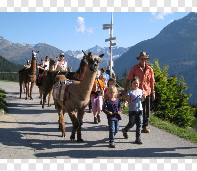 Montafon Kristbergbahn Silbertal GmbH Horse On The Trail Of Silbi - Like Mammal - Oberschwaben Tourismus Gmbh Transparent PNG