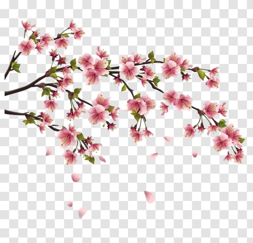 Wall Decal Sticker Cherry Blossom - Gone Peach Miles Transparent PNG