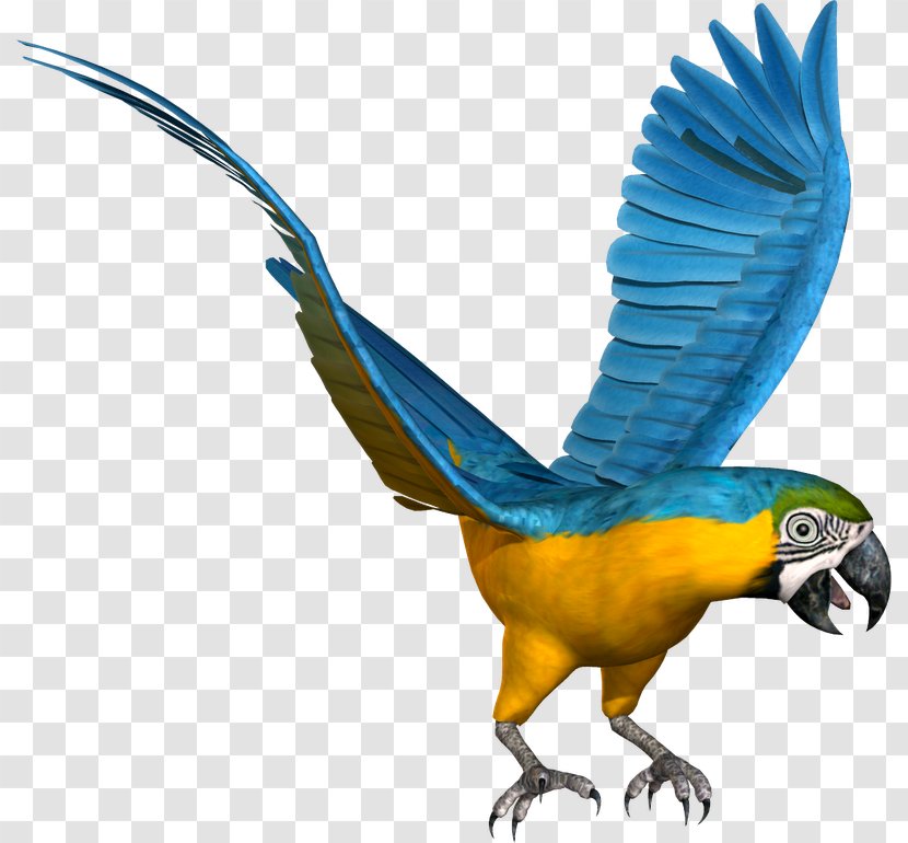 Budgerigar Macaw Lovebird Parrot - Bird Transparent PNG