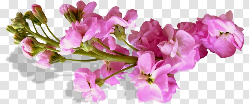 Flower Purple - Cherry Blossom Transparent PNG