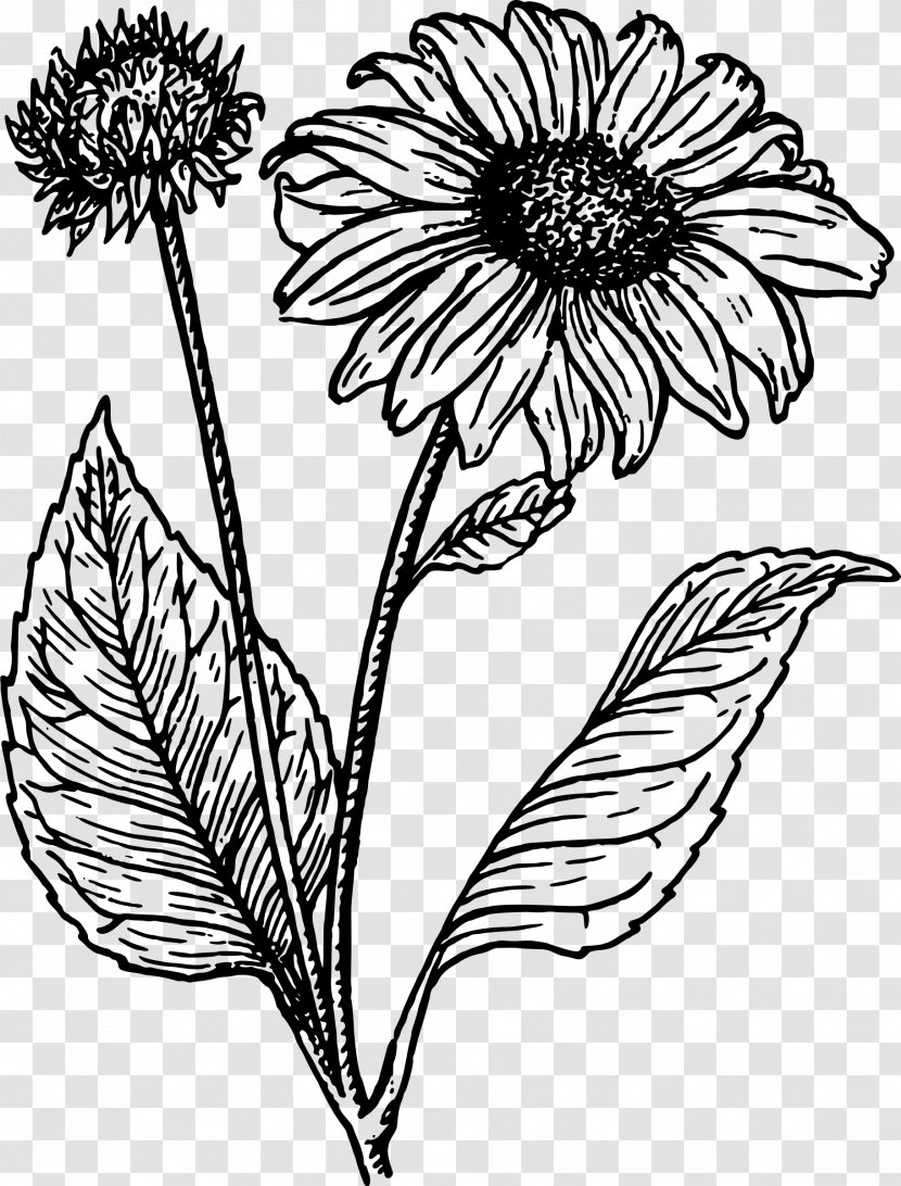 Drawing Line Art Common Sunflower Sunflowers - Wing Transparent PNG