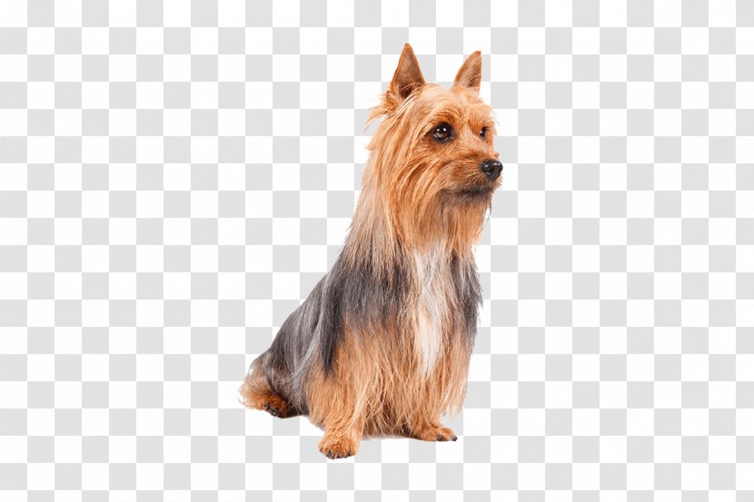 Australian Silky Terrier Yorkshire Norwich Dog Breed Transparent PNG