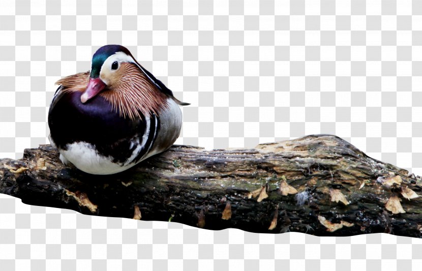 Mandarin Duck Bird - Fauna - Plate Lying Transparent PNG
