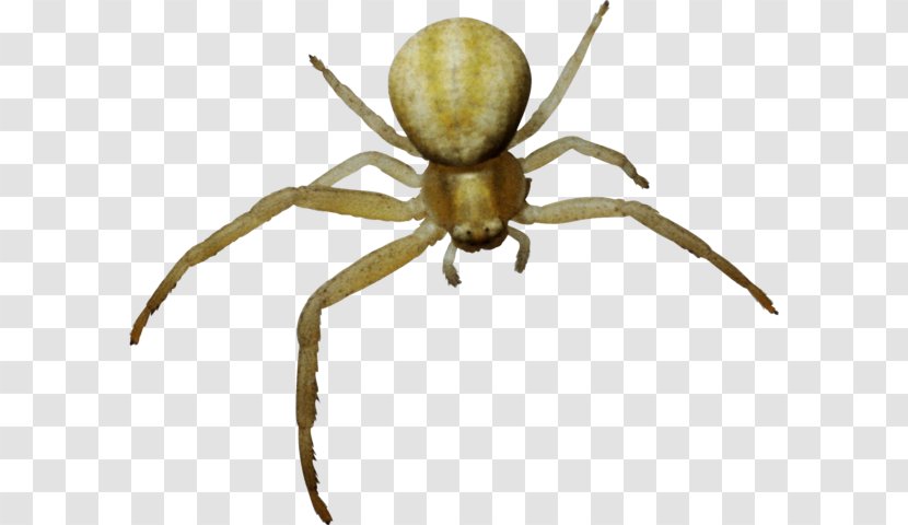 Spider Clip Art - Ant Transparent PNG