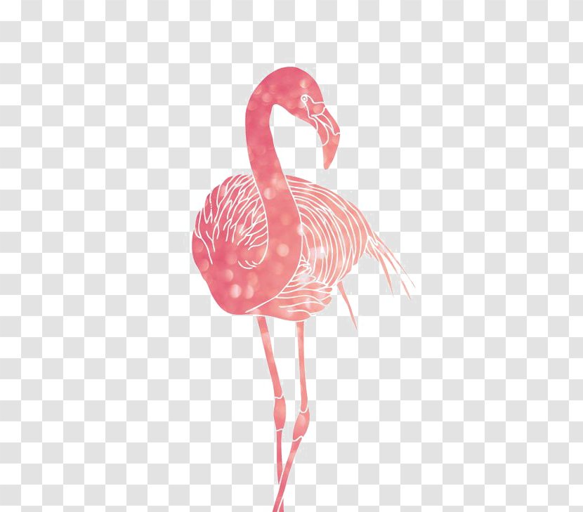 Greater Flamingo American Bird - Frame - Flamingos Transparent PNG