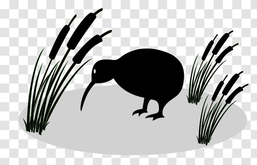 New Zealand Bird Little Spotted Kiwi Clip Art - Black And White Transparent PNG