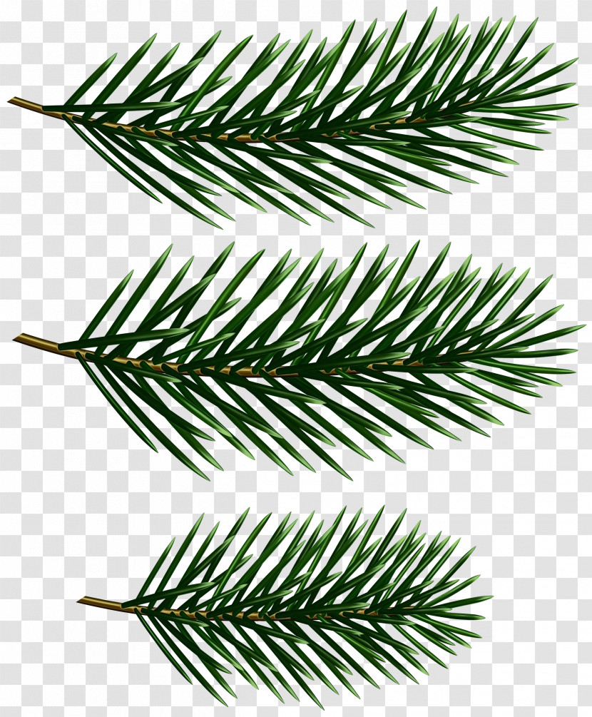 White Pine Yellow Fir Branch Columbian Spruce Shortleaf Black Spruce Transparent PNG