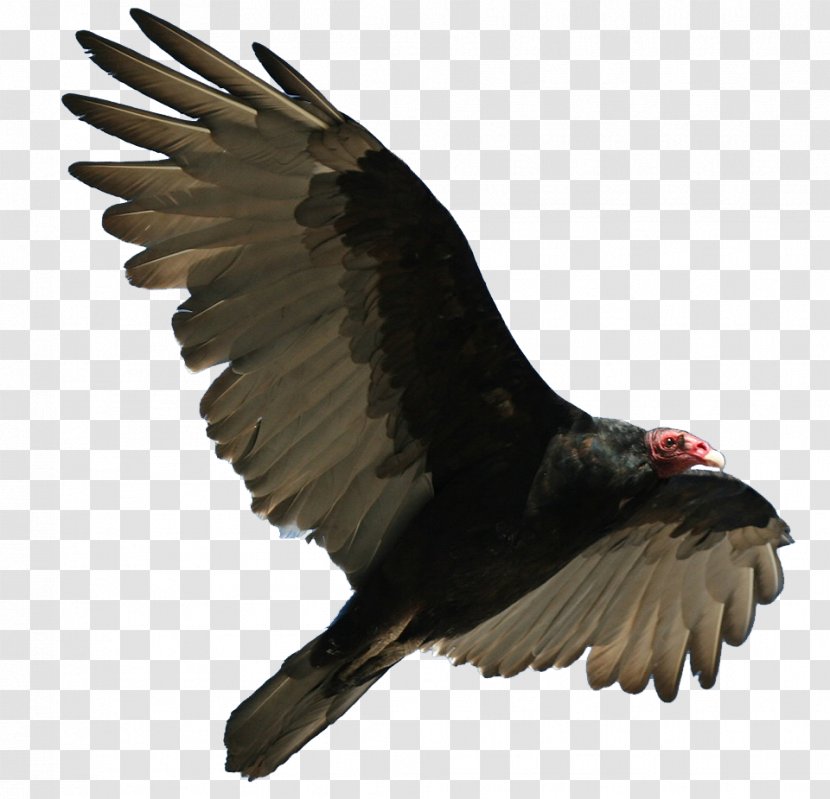 Turkey Vulture Bird Flight Buzzard - Cathartes Transparent PNG