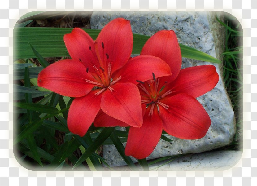 Petal - Lily - Flower Flame Transparent PNG