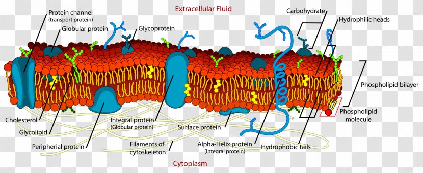 Cell Membrane Biological Lipid Bilayer - Creative Mito Transparent PNG