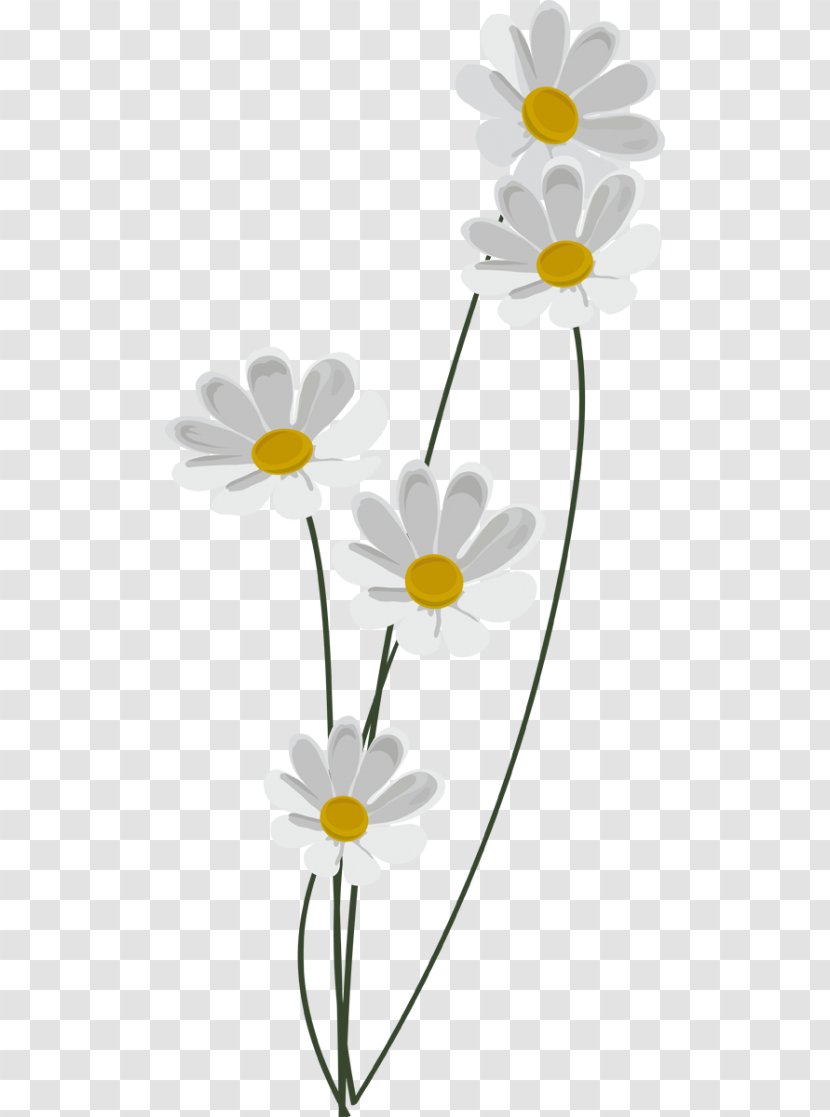 Chamomile Common Daisy Information Clip Art - Plant Transparent PNG