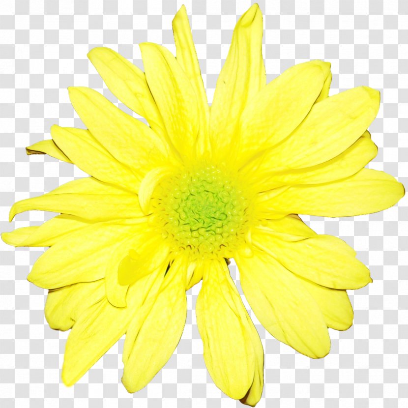 Flower Yellow Gerbera Petal Barberton Daisy - Family - Cut Flowers Transparent PNG