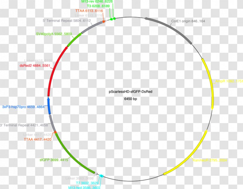 Brand Circle Angle Diagram - Text Transparent PNG