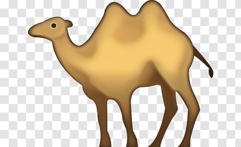 Camel Camelid Arabian Bactrian Wildlife - Livestock - Animal Figure Transparent PNG