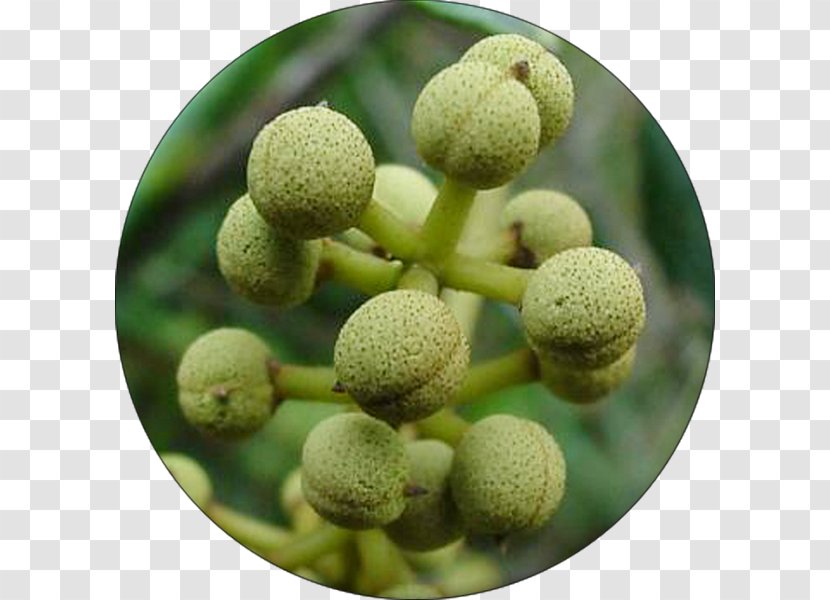 Macaranga Capensis Fruit Plant Redcurrant - Pollination Transparent PNG