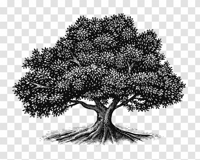 Tree Oak Drawing Woodcut Illustration - Bush Transparent PNG