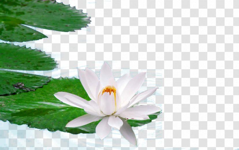 Egyptian Lotus Nelumbo Nucifera High-definition Television Wallpaper - Grass - Water Transparent PNG