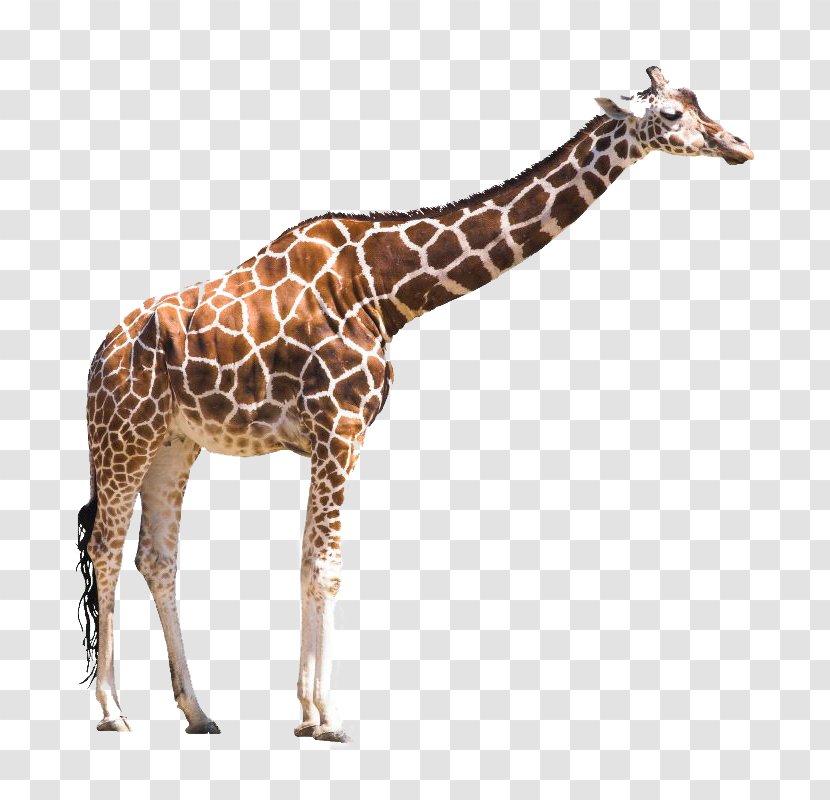 Animal Board Book Stock Photography Masai Giraffe - Wildlife Transparent PNG