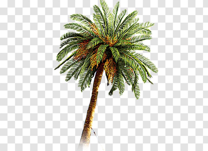Coconut Arecaceae Date Palm - Tree Transparent PNG