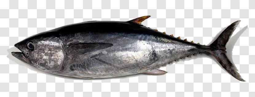 Albacore Pacific Bluefin Tuna Thon Fish Transparent PNG