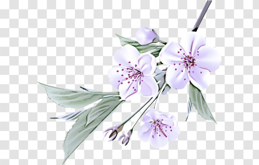 Flower Plant Petal Flowering Blossom - Branch Transparent PNG
