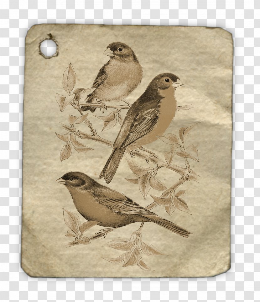 Bird Scrapbooking Drawing Art - Flying Transparent PNG