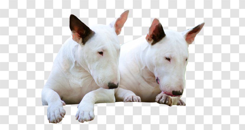 Miniature Bull Terrier And Old English Bulldog - Animal Transparent PNG