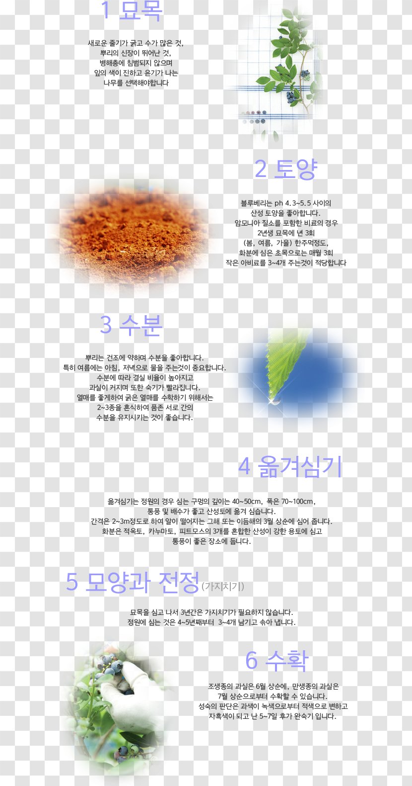 Blueberry Yongin Benefit Cosmetics Transparent PNG