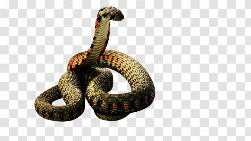 Venomous Snake Vipers Reptile - Animal Transparent PNG