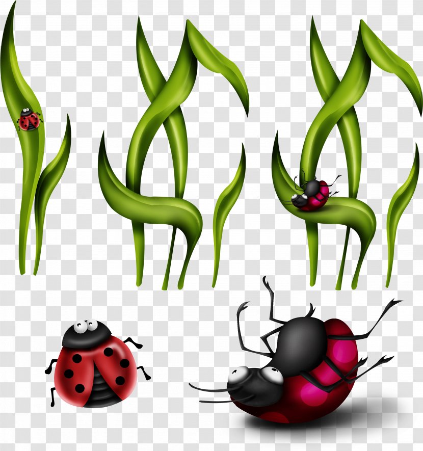 Insect Download Coccinella Septempunctata Clip Art - Plant -painted Grass Transparent PNG