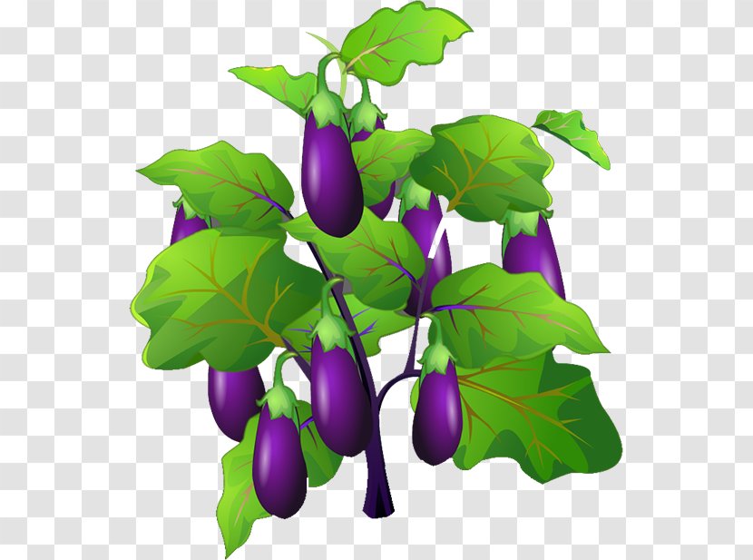Eggplant Jam Fruit Vegetable - Purple Transparent PNG
