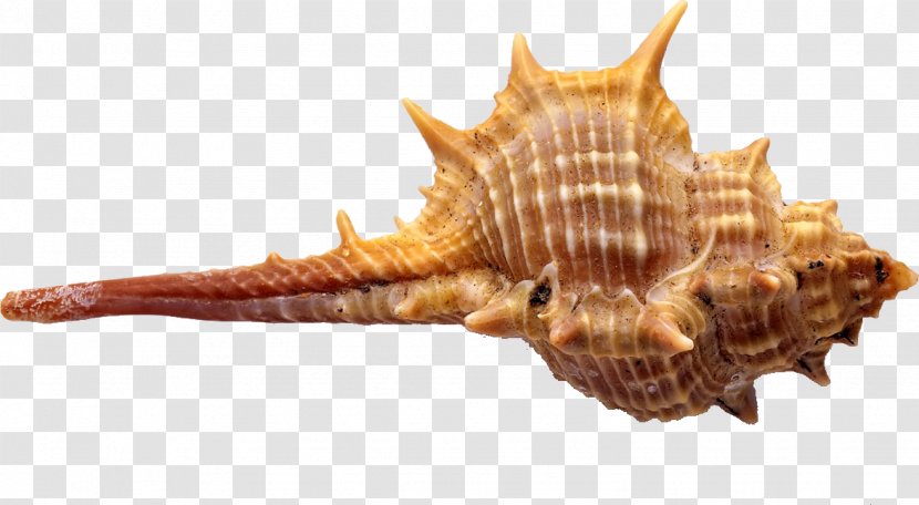 Seafood Seashell Conch Euclidean Vector - Conchology Transparent PNG