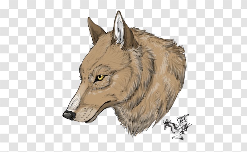 Gray Wolf Coyote Jackal Fauna Snout - Mr Ping Transparent PNG